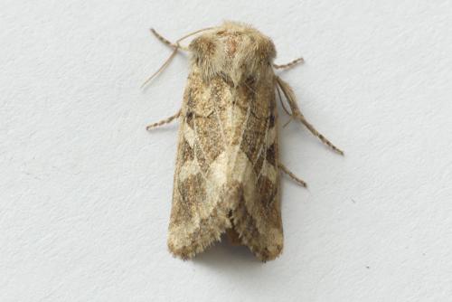 Réf. 192 212 : Luperina dumerilii